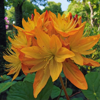 Рододендрон листопадный (Азалия) Арнесонс Джем