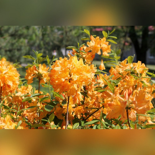 Рододендрон листопадный (Азалия) Голден Лайт