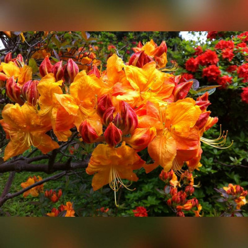 Рододендрон листопадный (Азалия) Клондайк