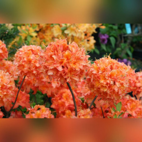 Рододендрон листопадный (Азалия) Мандарин Лайтс