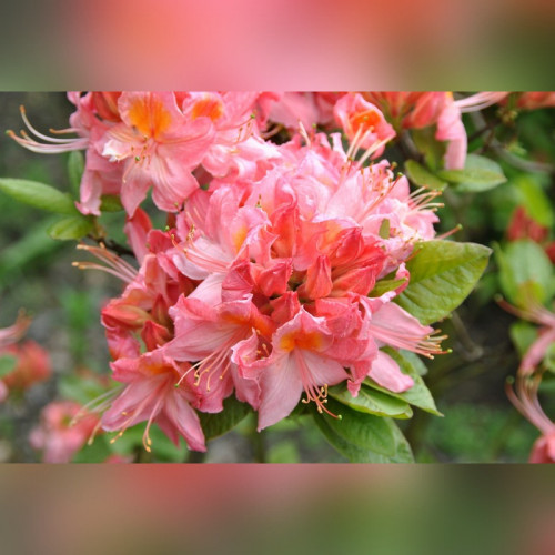 Рододендрон листопадный (Азалия) Пинк Делайт