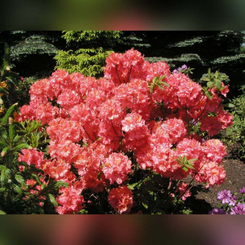 Рододендрон листопадный (Азалия) Сарина