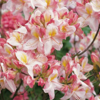Рододендрон листопадный (Азалия) Сатоми