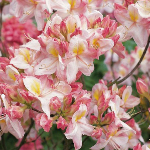 Рододендрон листопадный (Азалия) Сатоми