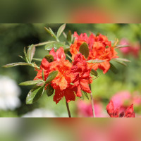 Рододендрон листопадный (Азалия) Фаербол