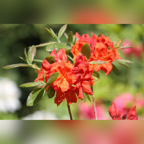 Рододендрон листопадный (Азалия) Фаербол