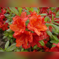 Рододендрон листопадный (Азалия) Фойеркепфхен