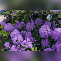 Рододендрон листопадный (Азалия) в ассортименте