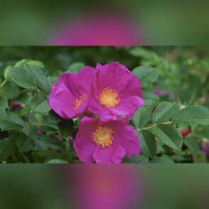 Роза Ругоза