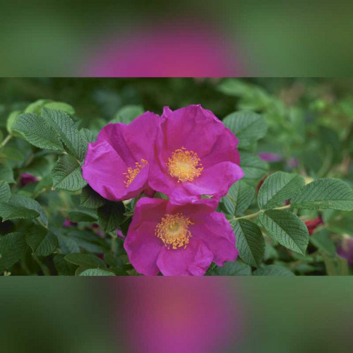 Роза Ругоза