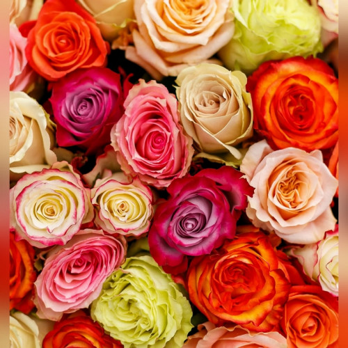 Роза в ассортименте