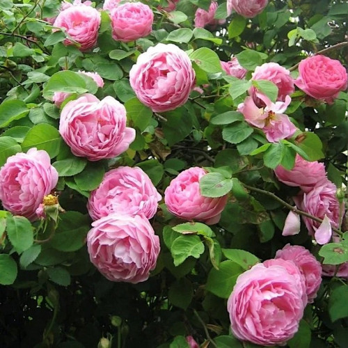 Роза на штамбе Констанс