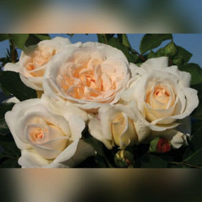 Роза на штамбе Космос