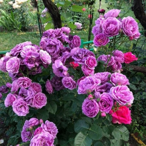 Роза на штамбе Миневра