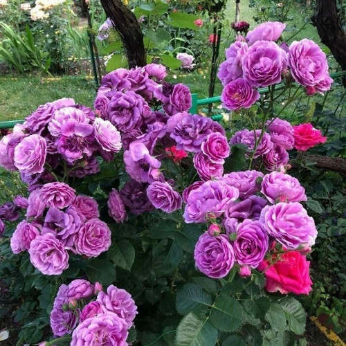 Роза на штамбе Миневра