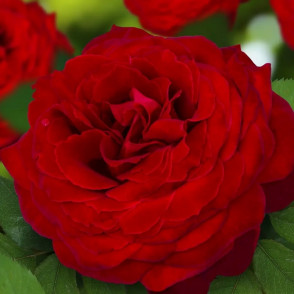 Роза на штамбе Роял Баккара