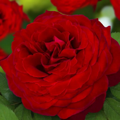 Роза на штамбе Роял Баккара