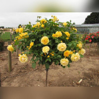 Роза на штамбе желтая почвопокровная, повторноцветущая