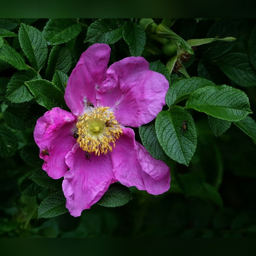 Роза ругоза «Jam-a-licious»