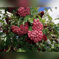 Рябина «Гранатовая»