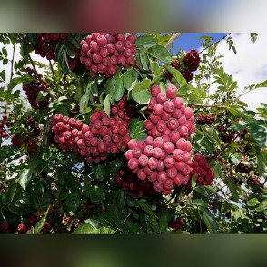 Рябина «Гранатовая»