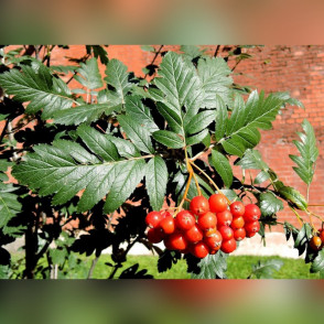 Рябина «Дуболистная»