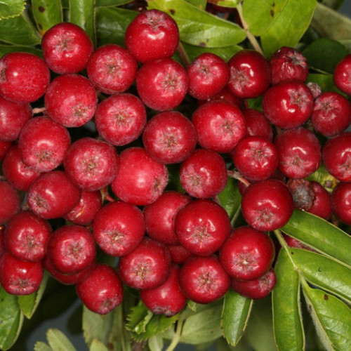 Рябина «Рубиновая»