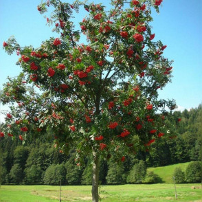 Рябина «Фастигиата» (Fastigiata)