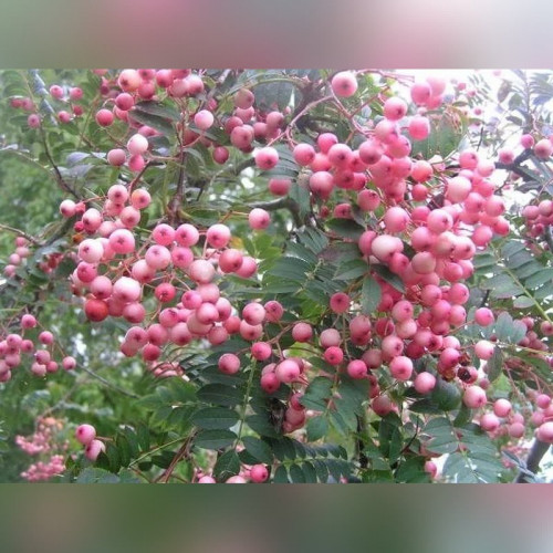 Рябина Арнольда «Корал Пинк»