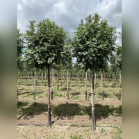 Рябина Глобозум