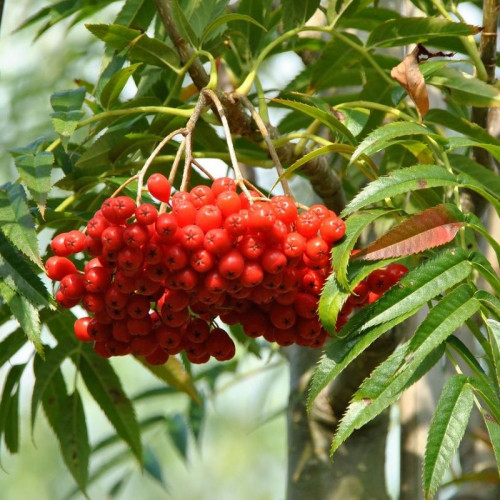 Рябина Додонг (Dodong)