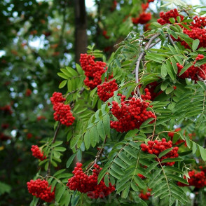 Рябина обыкновенная «Алая Крупная»