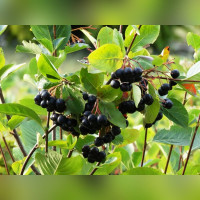 Рябина черноплодная (Арония)