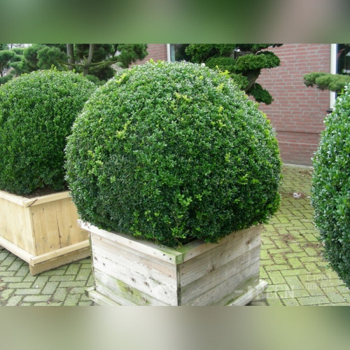 Самшит «Стриженный Шар»