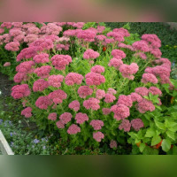 Седумы в ассортименте (многолетний)