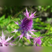 Синеголовник ливенфорта «Пурпурный блеск»