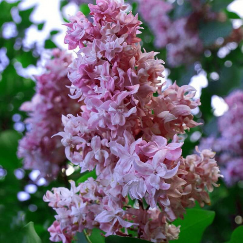 Сирень «40 лет ВЛКСМ» (Комсомола)