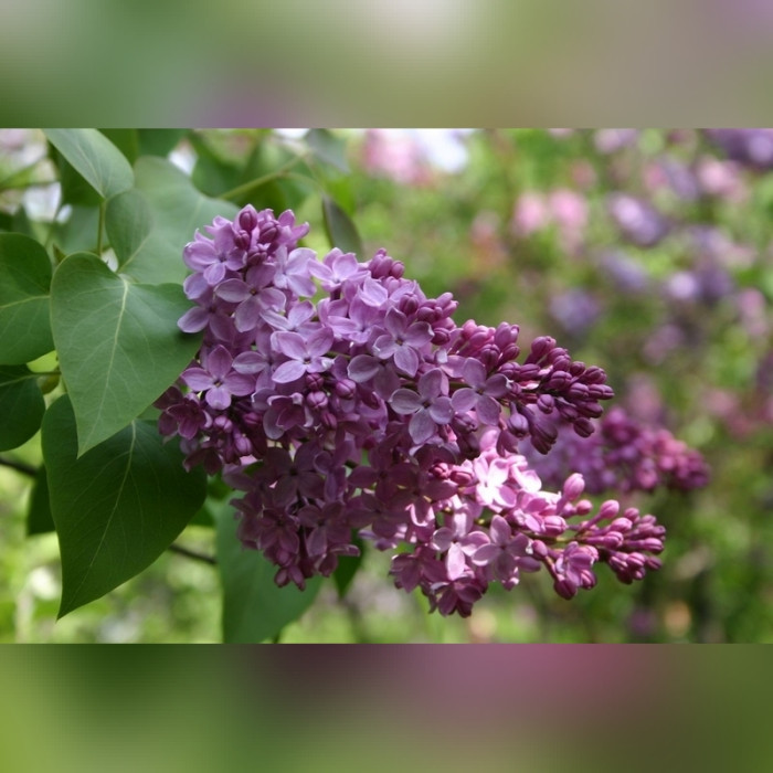 Сирень «Аметист»