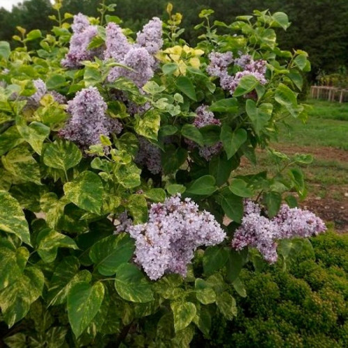 Сирень «Аукубафолия» (обыкновенная)