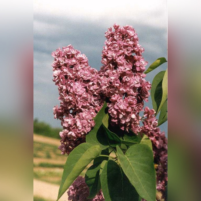 Сирень «Гайзинькалнс»