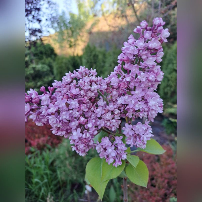 Сирень «Космонавт»