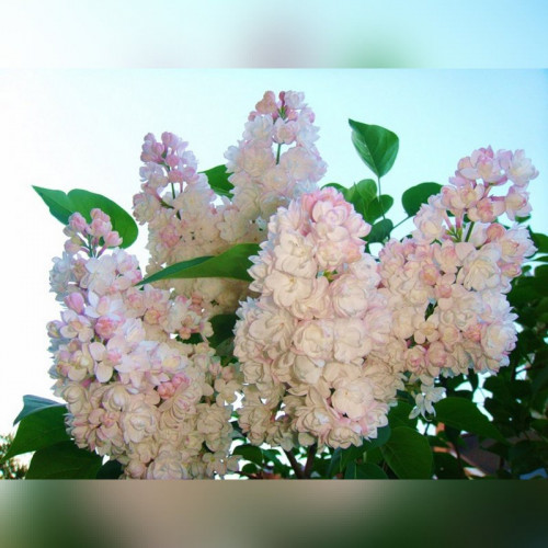 Сирень «Красавица Москвы»