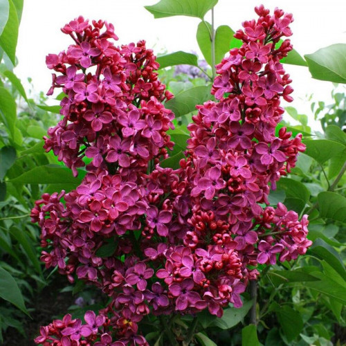 Сирень «Красная Москва»