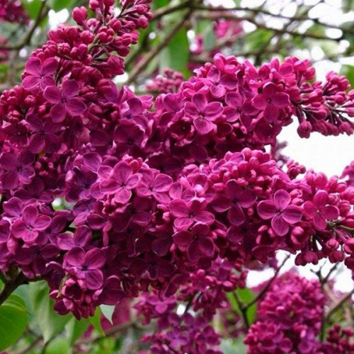 Сирень «Людвиг Шпет» 