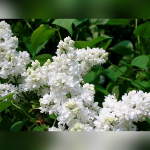 Сирень «Мадам Лемуан»