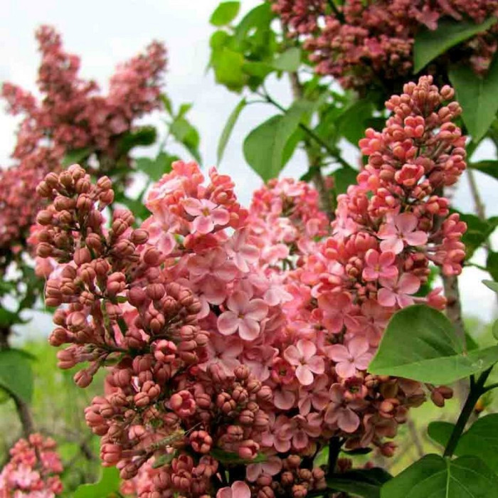 Сирень «Мулатка» (Mulatka)