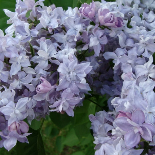 Сирень «Небо Москвы»