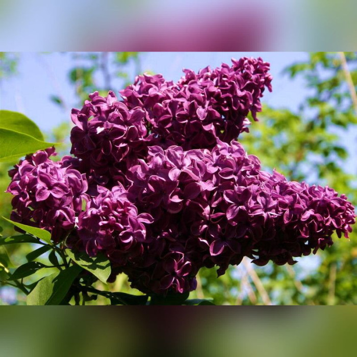Сирень «Николай Михайлов»