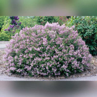 Сирень «Палибин» (кустовая форма)