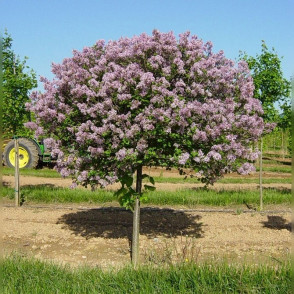 Сирень «Палибин» на штамбе
